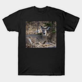 White tailed deer chillin. T-Shirt